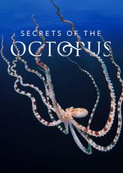 Secrets of the Octopus Documentary TV Series Poster